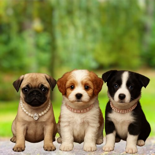Trois chiots, un carlin, un cavalier king charles et un border collie, portant des colliers en perles et strass.