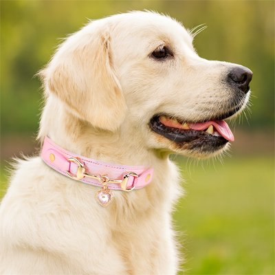 Golden Retriever portant un collier chiot rose en cuir perle avec strass cristal avec bijou cœur doré.