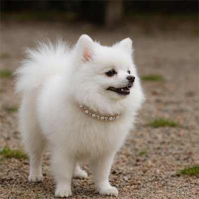 Chien Spitz blanc avec collier pour chiot orné de perles et strass en cristal brillant.