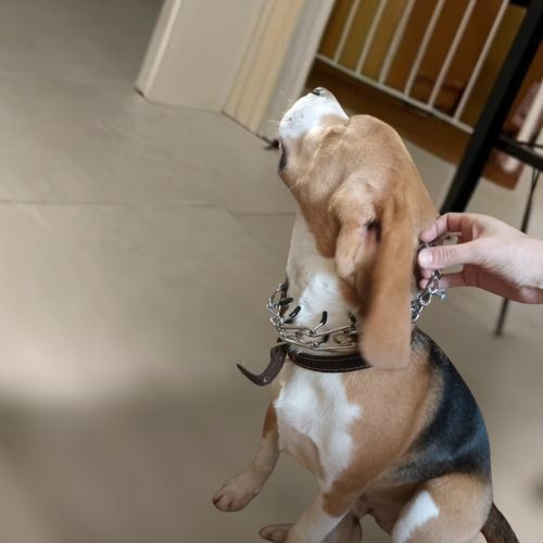 Un Beagle regardant vers le haut, recevant un ajustement de son collier de dressage chien en métal.