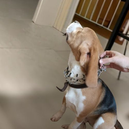 Un Beagle regardant vers le haut, recevant un ajustement de son collier de dressage chien en métal.