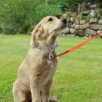 Jeune Golden Retriever assis sur l'herbe dans un jardin, portant un collier de dressage chien et tenu par une laisse rouge.