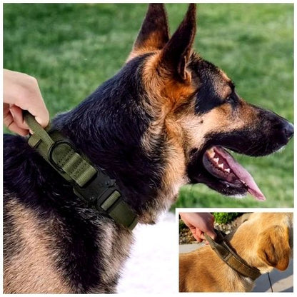 Main tenant la poignée d'un collier de dressage pour chien tactique vert olive sur un Berger Allemand. Vue latérale d'un autre chien portant le collier.