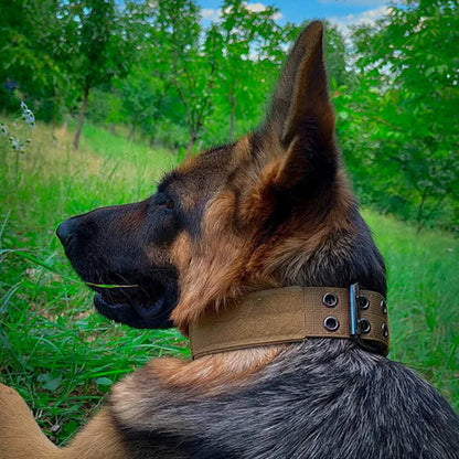 Collier de dressage pour chien tactique couleur tan sur un Berger Allemand, profil, dans un champ. Le collier a une boucle métallique à double ardillon.