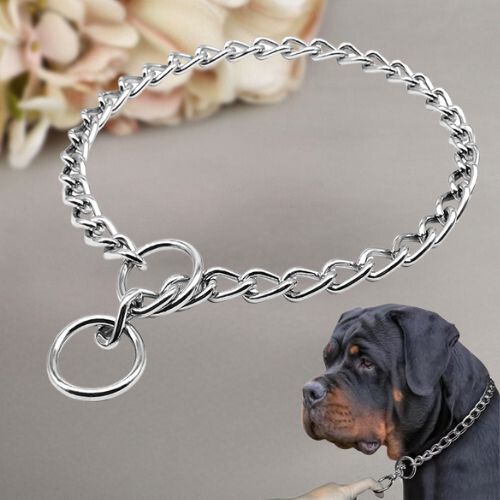 Collier de dressage pour chien de type chaîne étrangleuse (choke chain) en gros plan. Un Rottweiler adulte porte ce collier en acier chromé.