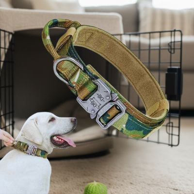 Labrador blanc portant un collier de dressage pour chien camouflage. Gros plan en flottement d'un collier tactique sur fond de cage pour chien dans un salon.
