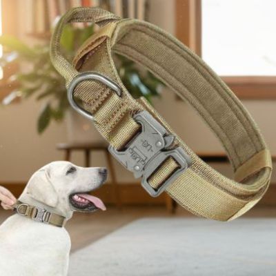 Labrador blanc portant un collier de dressage pour chien couleur coyote. Gros plan en flottement d'un collier coyote avec boucle métallique dans un salon.