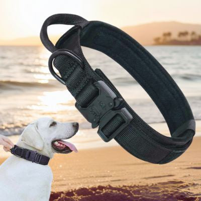 Labrador blanc portant un collier de dressage pour chien noir sur une plage. Gros plan en flottement d'un collier noir avec boucle Cobra.