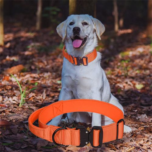 Labrador blanc joyeux et assis, portant un collier de dressage pour chien tactique orange vif, avec le même collier à l'avant, en forêt.