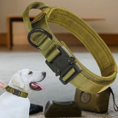Labrador blanc portant un collier de dressage pour chien vert olive. Gros plan en flottement d'un collier vert avec boucle noire dans un environnement domestique.