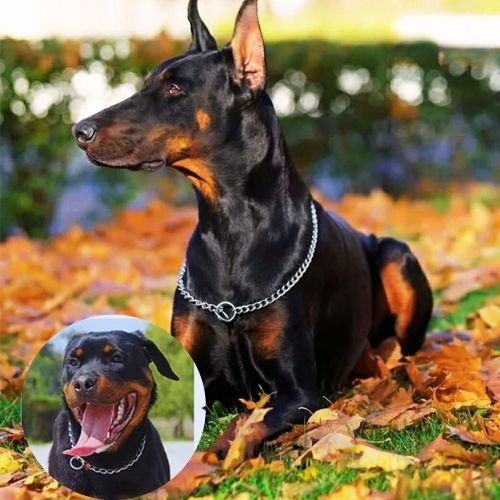 Collier de dressage pour chien porté par un Dobermann Pinscher noir et feu, assis sur des feuilles d'automne. Un encart montre un Rottweiler souriant portant le collier.