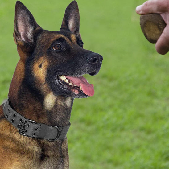 Collier de dressage pour chien noir sur un Malinois (Berger Belge) regardant son maître qui tient une balle d'entraînement dans l'herbe.