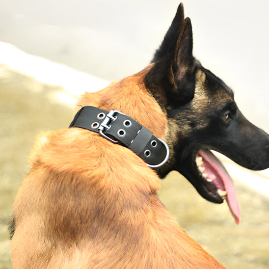 Collier de dressage pour chien rembourré noir sur un Malinois (Berger Belge) montrant l'ajustement du collier à double boucle et anneau en D.