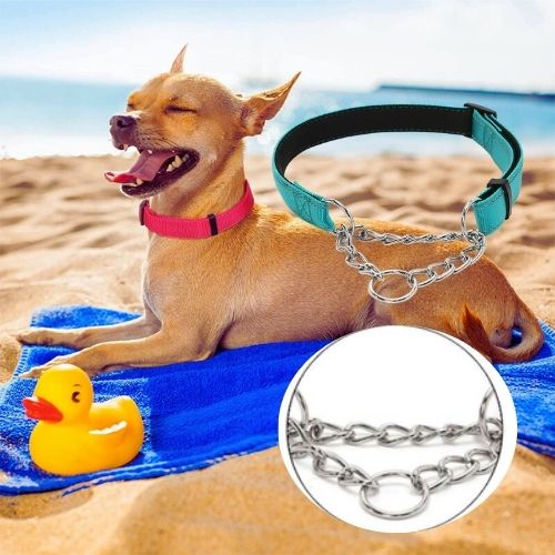 Collier de dressage pour chien sur un Chihuahua sur une plage. Collier rose et turquoise en nylon avec chaîne de contrôle.
