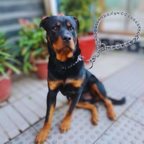 Gros plan sur un collier de dressage pour chien type chaîne. Un Rottweiler est assis sur une terrasse, à l'extérieur, devant des pots de fleurs, portant un collier similaire.