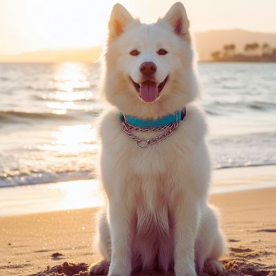 Collier de dressage pour chien-NyloSteel™