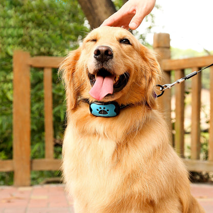 Collier dressage chien bleu sur un Golden Retriever tenu en laisse, souriant avec la langue sortie, caressé à l'extérieur.