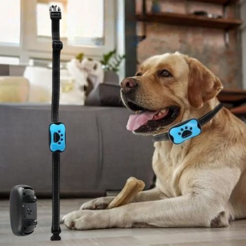 Un Labrador joyeux porte un collier dressage chien bleu, posé à l'intérieur avec un os. Le produit et sa sangle sont affichés.