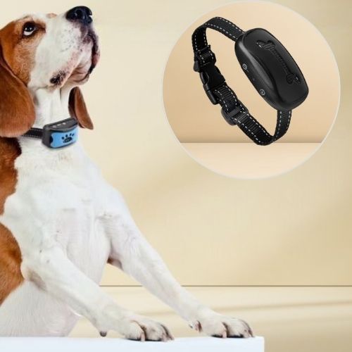 Collier dressage chien noir avec motif de patte en gros plan circulaire, porté par un Beagle qui regarde vers le haut.