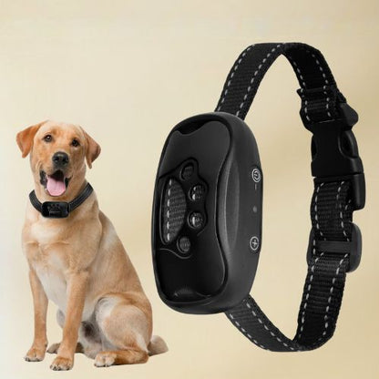 Collier dressage chien noir à motif de patte en gros plan, près d'un Labrador beige portant une version plus petite.