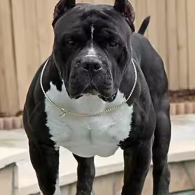 Collier etrangleur chien en métal argenté porté par un American Bully noir avec une tache blanche sur la poitrine, posant en extérieur.