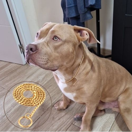 American Staffordshire Terrier (Amstaff) fauve/crème portant un collier etrangleur chien doré, avec un gros plan du collier enroulé.