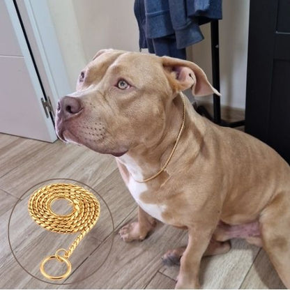 American Staffordshire Terrier (Amstaff) fauve/crème portant un collier etrangleur chien doré, avec un gros plan du collier enroulé.