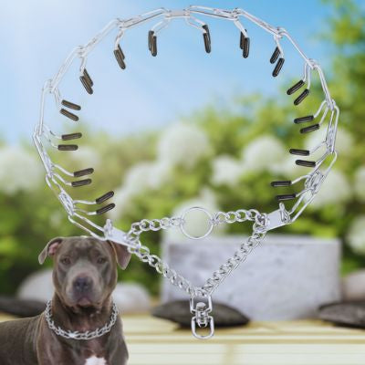 Collier etrangleur chien argenté avec embouts confort. Un American Staff gris porte le collier dans un jardin ensoleillé.