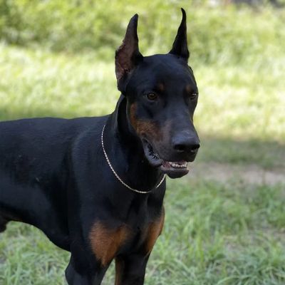 Doberman Pinscher noir et feu portant un collier etrangleur chien fin en métal doré, debout sur une pelouse verte en gros plan.