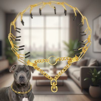 Collier etrangleur chien en métal doré avec pointes protégées. Présenté avec un American Staffordshire Terrier en intérieur.