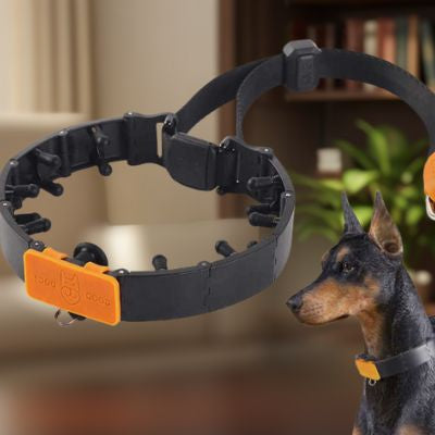 Gros plan sur un collier étrangleur chien à picots souples et boucle rapide. En fond, un Doberman porte le dispositif de dressage.