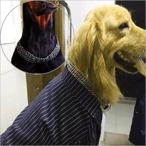 Un Golden Retriever porte un collier etrangleur chien en métal par-dessus une chemise à rayures. Zoom sur un Dobermann portant le même collier.