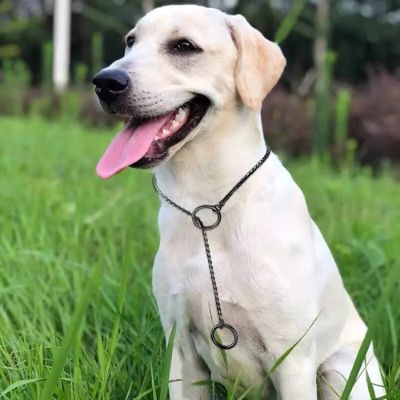 Labrador Retriever jaune/crème en extérieur portant un collier etrangleur chien noir, avec la gueule ouverte et la langue pendante.