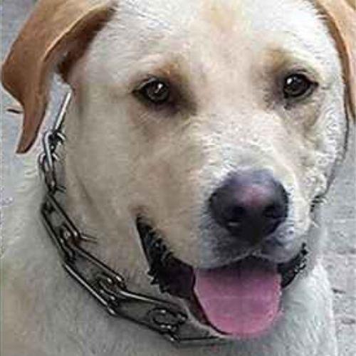 Gros plan d'un Labrador sable portant un collier etrangleur chien métallique. Accessoire pour l'apprentissage de la marche.