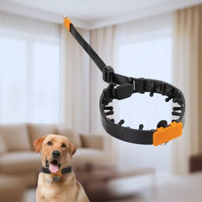 Collier étrangleur chien en plastique noir et orange avec picots amovibles, présenté à côté d'un Golden Retriever en intérieur.