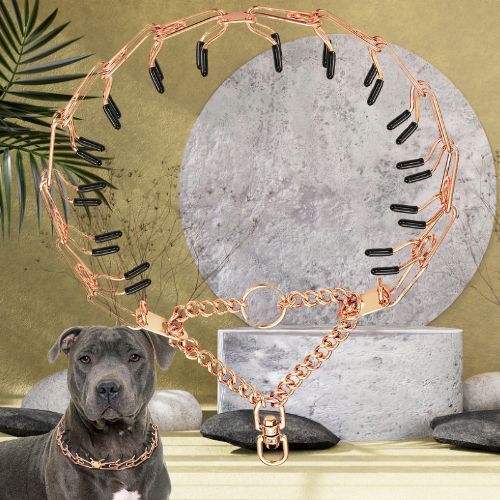 Collier etrangleur chien couleur or-rosé. Design élégant et robuste, montré sur un chien de race American Staff.