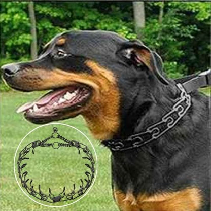 Chien Rottweiler de profil portant un collier etrangleur chien noir. Outil de contrôle pour grands chiens en extérieur.