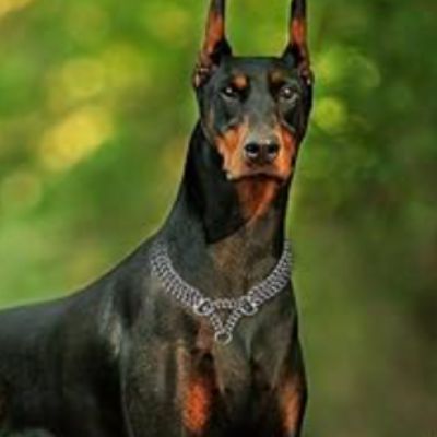 Collier etrangleur chien en chaîne de métal, avec un Dobermann portant un collier similaire au premier plan.