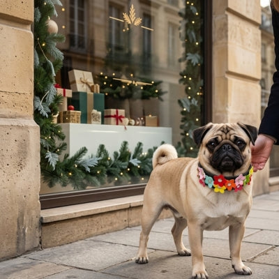 Chien Carlin devant une vitrine de Noël portant un collier fantaisie chien fleuri.
