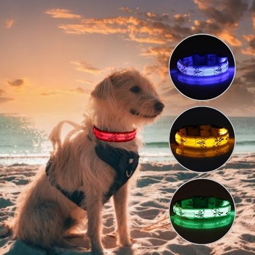Petit chien blanc sur la plage au coucher du soleil avec collier lumineux pour chien rouge, bleu et vert.