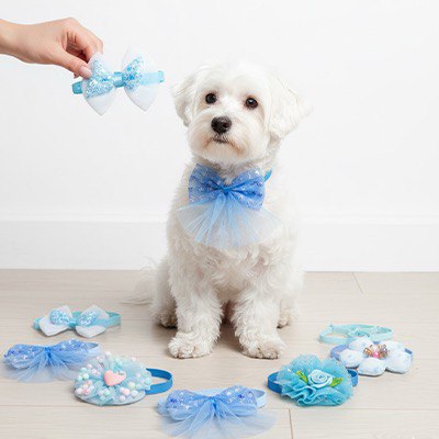 Bichon maltais avec un collier noeud papillon pour chien bleu et collection d'accessoires.
