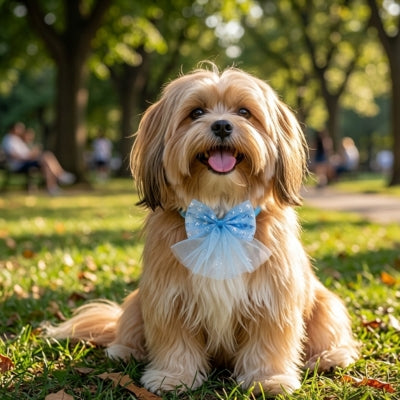 Shih Tzu au parc portant un collier noeud papillon pour chien bleu ciel pailleté.