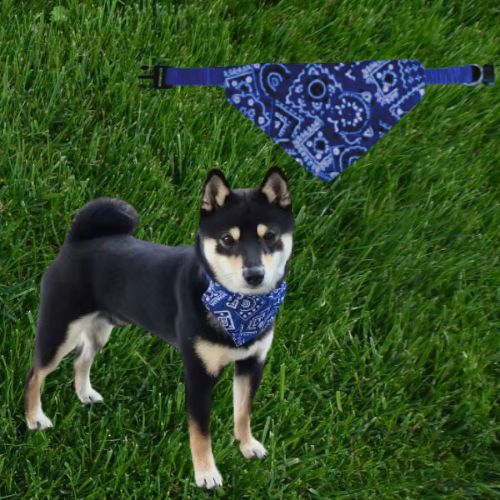 Shiba Inu en promenade au parc portant un collier pour chien avec bandana bleu en toute sécurité.