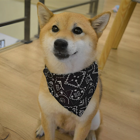 Shiba Inu assis sur le parquet au salon portant un collier pour chien avec bandana noir élégant.