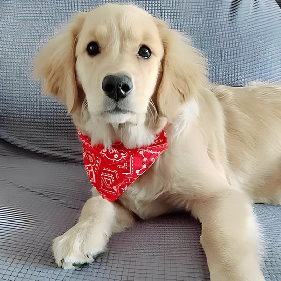 Golden Retriever détendu sur le canapé portant un collier pour chien avec bandana rouge.