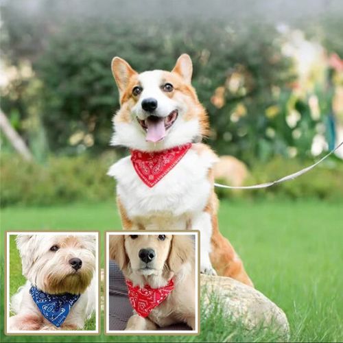 Welsh Corgi assis au parc portant un collier pour chien avec bandana rouge attaché à une laisse.