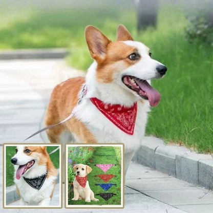 Welsh Corgi en promenade au parc avec un collier pour chien à bandana rouge, disponible en plusieurs couleurs.