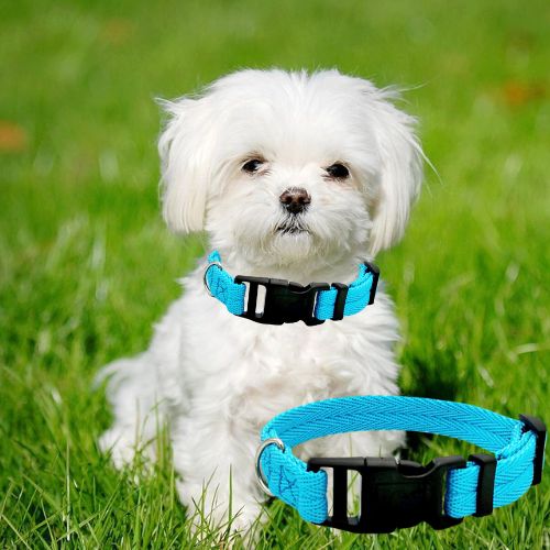 Petit bichon maltais portant un collier pour chien bleu dans un jardin ensoleillé.