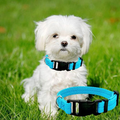 Petit bichon maltais portant un collier pour chien bleu dans un jardin ensoleillé.