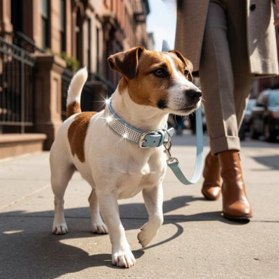 Jack Russell marchant en ville avec un collier pour chien bleu ciel et laisse assortie.